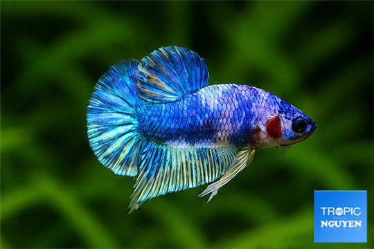 Betta Musted Plakat 5-6 cm WYSIWYG acclimaté