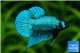 Betta Alien 5-6 cm WYSIWYG acclimaté