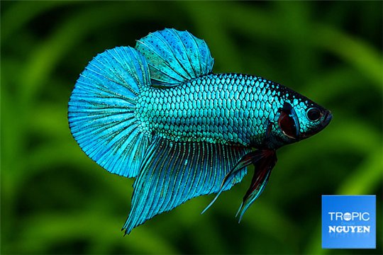 Betta Alien 5-6 cm WYSIWYG acclimaté