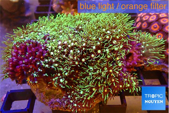 Pachyclavularia neon green 7-12 cm WYSIWYG acclimaté