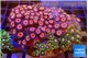 Zoanthus garden premium 7-12 cm WYSIWYG acclimaté