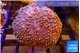 Sarcophyton long polyps 4-7 cm WYSIWYG acclimaté