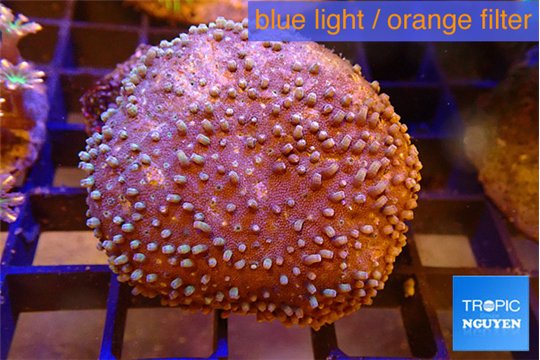 Sarcophyton long polyps 4-7 cm WYSIWYG acclimaté
