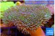 Sarcophyton greeny long polyps 7-12 cm WYSIWYG acclimaté