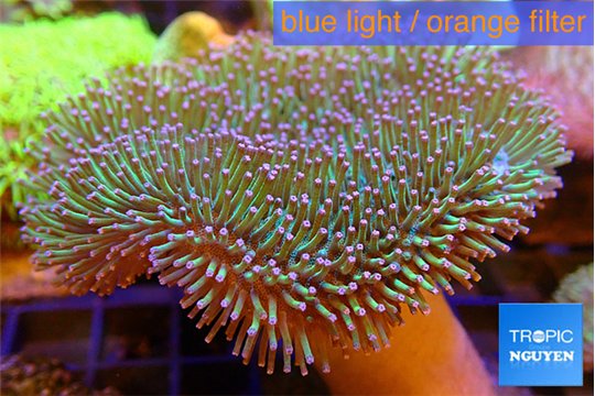 Sarcophyton greeny long polyps 7-12 cm WYSIWYG acclimaté