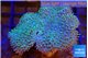 Sarcophyton greeny body long polyps 7-12 cm WYSIWYG acclimaté