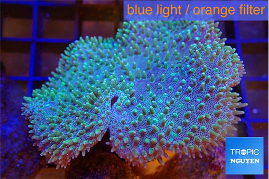 Sarcophyton greeny body long polyps 7-12 cm WYSIWYG acclimaté