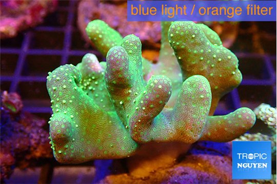 Lobophytum green 5-8 cm WYSIWYG acclimaté