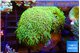 Pachyclavularia full neon green 7-12 cm WYSIWYG acclimaté