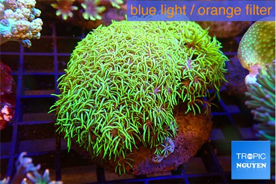 Pachyclavularia full neon green 7-12 cm WYSIWYG acclimaté