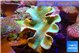 Sarcophyton greeny body long polyps 8-14 cm WYSIWYG acclimaté