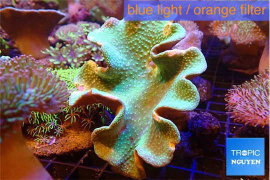 Sarcophyton greeny body long polyps 8-14 cm WYSIWYG acclimaté