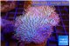 Sarcophyton long polyps 5-8 cm WYSIWYG acclimaté