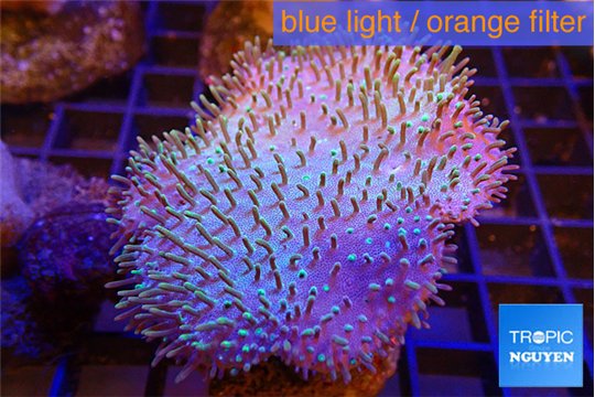 Sarcophyton long polyps 5-8 cm WYSIWYG acclimaté
