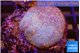 Sarcophyton long polyps 5-8 cm WYSIWYG acclimaté