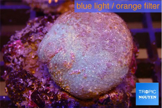 Sarcophyton long polyps 5-8 cm WYSIWYG acclimaté