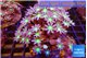 Calvularia papaya fire purple 7-12 cm WYSIWYG acclimaté