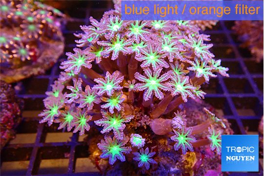 Calvularia papaya fire purple 7-12 cm WYSIWYG acclimaté