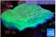 Sarcophyton green body long polyps 7-12 cm WYSIWYG acclimaté