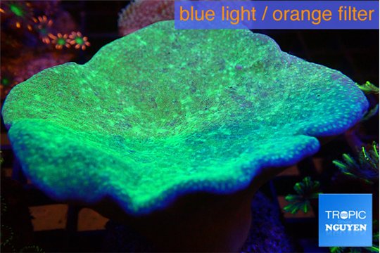 Sarcophyton green body long polyps 7-12 cm WYSIWYG acclimaté