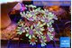 Calvularia papaya fire purple 7-12 cm WYSIWYG acclimaté