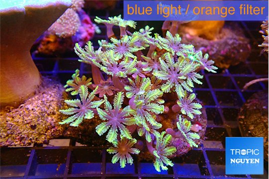 Calvularia papaya fire purple 7-12 cm WYSIWYG acclimaté