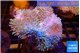 Sarcophyton long polyps 7-12 cm WYSIWYG acclimaté
