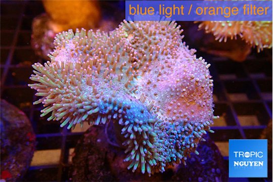 Sarcophyton long polyps 7-12 cm WYSIWYG acclimaté