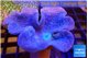 Sarcophyton long polyps 7-12 cm WYSIWYG acclimaté