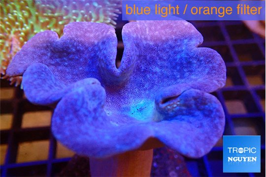 Sarcophyton long polyps 7-12 cm WYSIWYG acclimaté