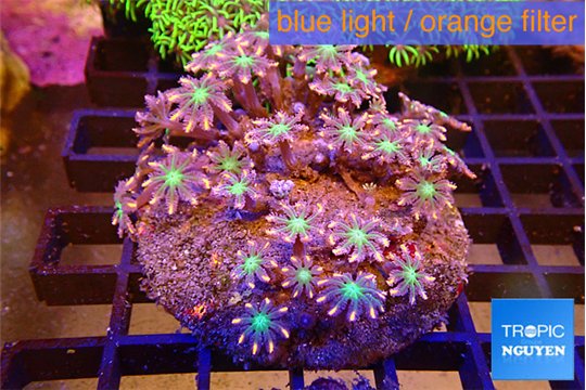 Calvularia papaya fire works 7-12 cm WYSIWYG acclimaté