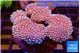 Sarcophyton multi body long white tips polyps 7-12 cm WYSIWYG acclimaté