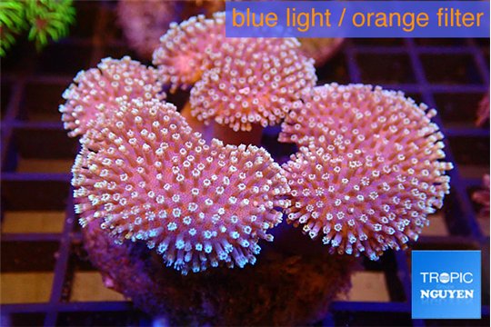 Sarcophyton multi body long white tips polyps 7-12 cm WYSIWYG acclimaté