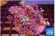 Calvularia papaya fire works 7-12 cm WYSIWYG acclimaté