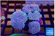 Sarcophyton multi body long white tips polyps 7-12 cm WYSIWYG acclimaté