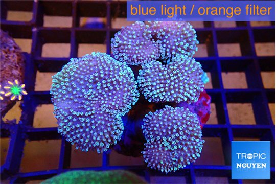 Sarcophyton multi body long white tips polyps 7-12 cm WYSIWYG acclimaté