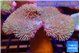 Sarcophyton long polyps 7-12 cm WYSIWYG acclimaté