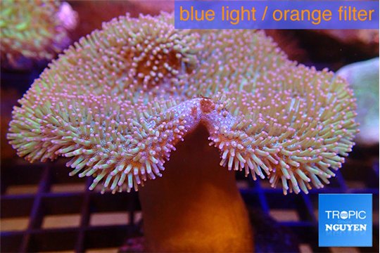 Sarcophyton long polyps 7-12 cm WYSIWYG acclimaté
