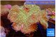 Sarcophyton greeny body long polyps 7-12 cm WYSIWYG acclimaté