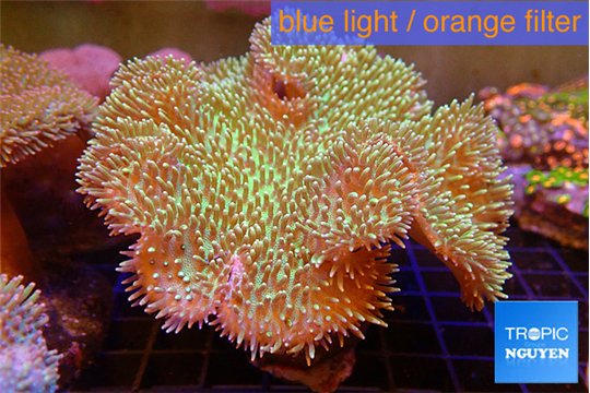 Sarcophyton greeny body long polyps 7-12 cm WYSIWYG acclimaté