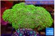 Pachyclavularia full neon green 8-12 cm WYSIWYG acclimaté