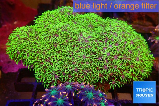 Pachyclavularia full neon green 8-12 cm WYSIWYG acclimaté