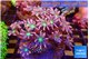 Calvularia papaya fire works 7-12 cm WYSIWYG acclimaté