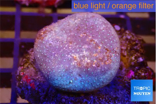 Sarcophyton long polyps 4-7 cm WYSIWYG acclimaté