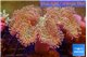 Sarcophyton green body long polyps 8-16 cm WYSIWYG acclimaté