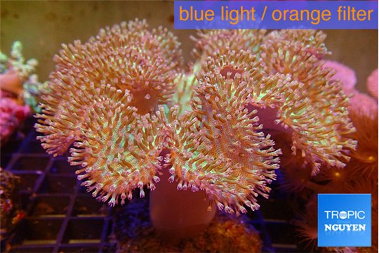 Sarcophyton green body long polyps 8-16 cm WYSIWYG acclimaté
