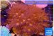Parazoanthus gracilis yellow polyps 7-12 cm WYSIWYG acclimaté