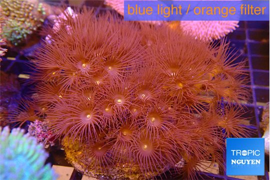 Parazoanthus gracilis yellow polyps 7-12 cm WYSIWYG acclimaté