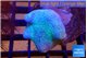 Sarcophyton long polyps 4-7 cm WYSIWYG acclimaté
