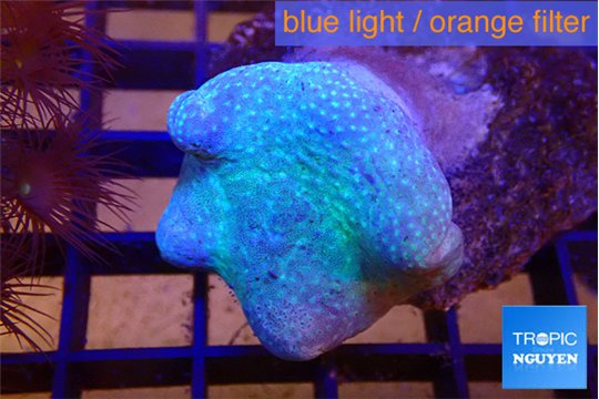 Sarcophyton long polyps 4-7 cm WYSIWYG acclimaté
